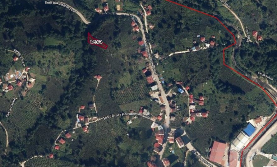 GÖLKÖY FINDIK BAHÇESİ 896 M2